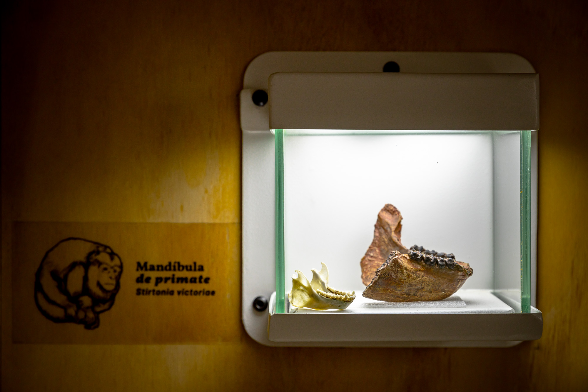 MUSEO DE LA TATACOA
