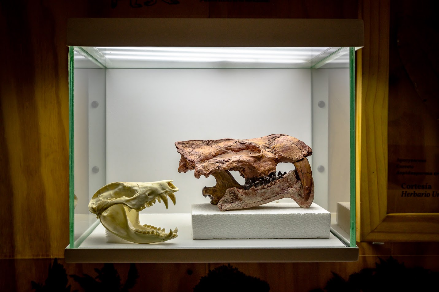 MUSEO DE LA TATACOA