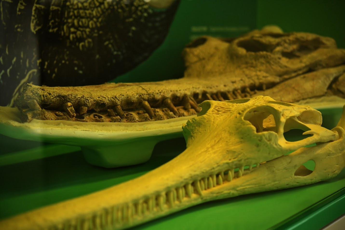 MUSEO DE LA TATACOA