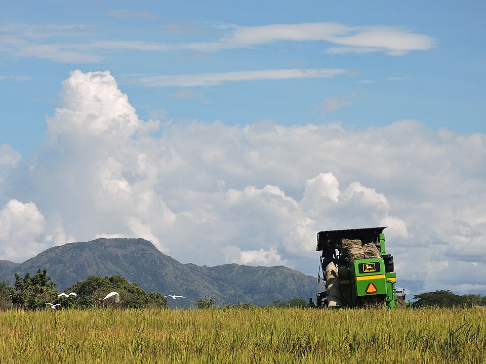 Campos de Arroz en el Valle del Magdalena