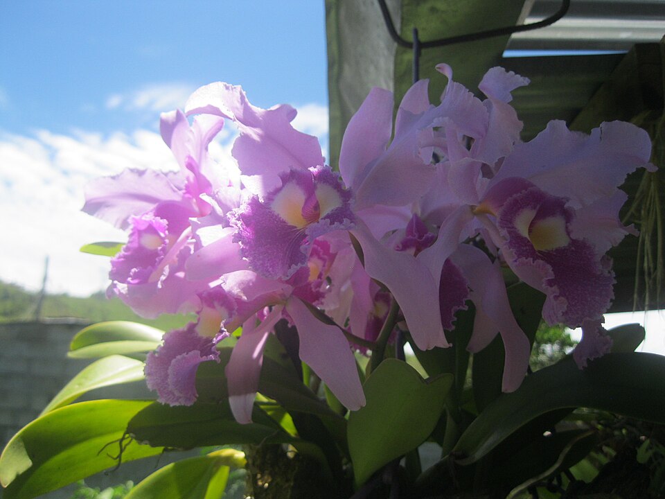 Orquídeas Cattleya Trianae